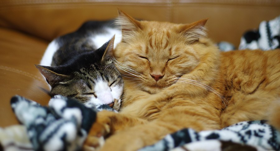 くっついて眠る2匹の猫