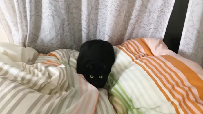ベッドにいる黒猫