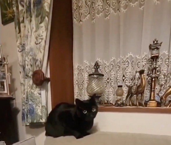 カメラに視線を向ける黒猫