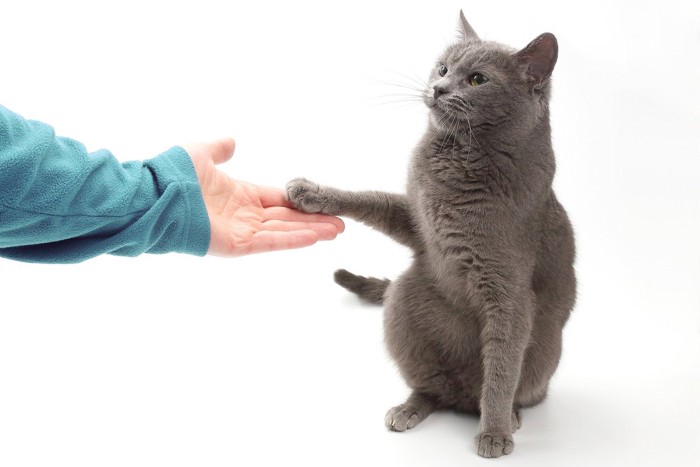 人間の手に触れる猫
