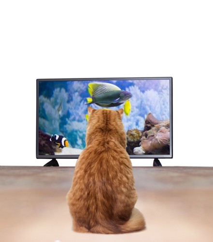 テレビの前を占拠する猫