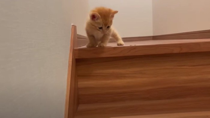 階段の上で下を見下ろす子猫