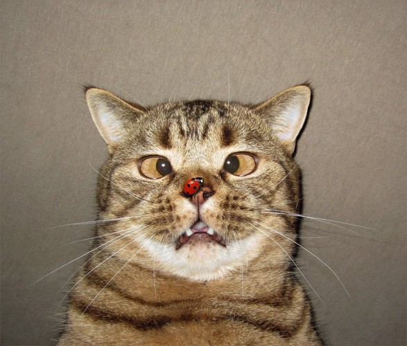 テントウムシと変な顔の猫