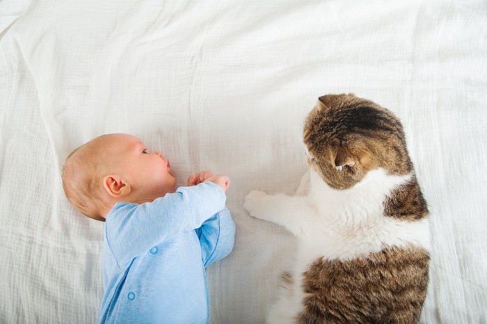 赤ちゃんを見守る猫