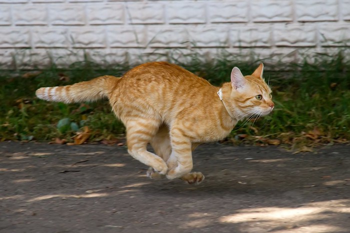 道を走るトラ猫
