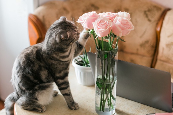 猫と花瓶