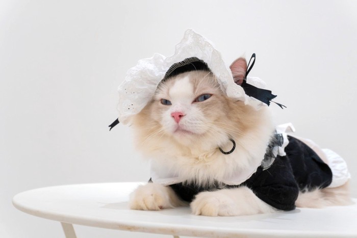 洋服を着た猫