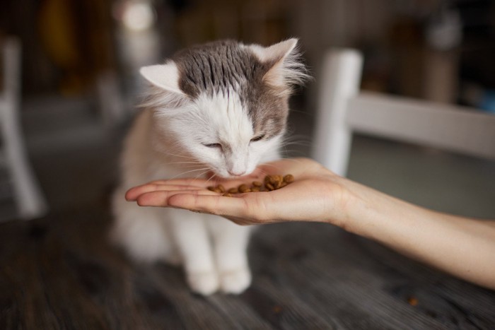 手からご飯を食べている子猫