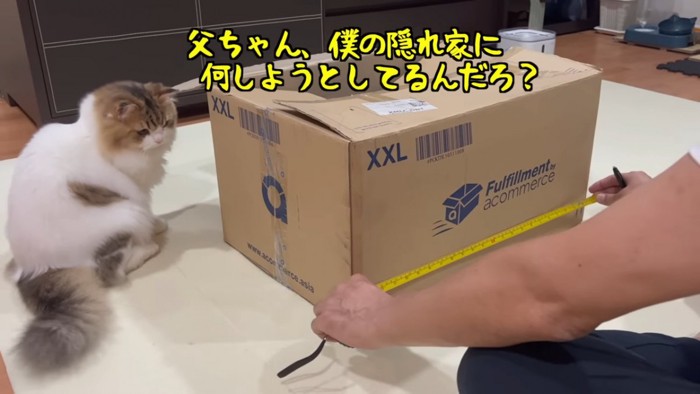 ダンボール箱の横に座る猫