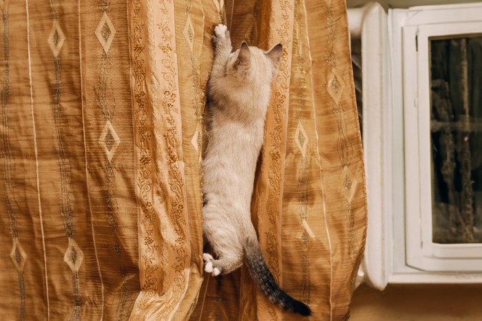 カーテンをよじ登る猫
