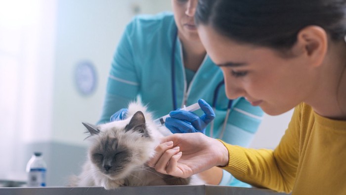 病院で注射を打たれている猫を撫でる女性