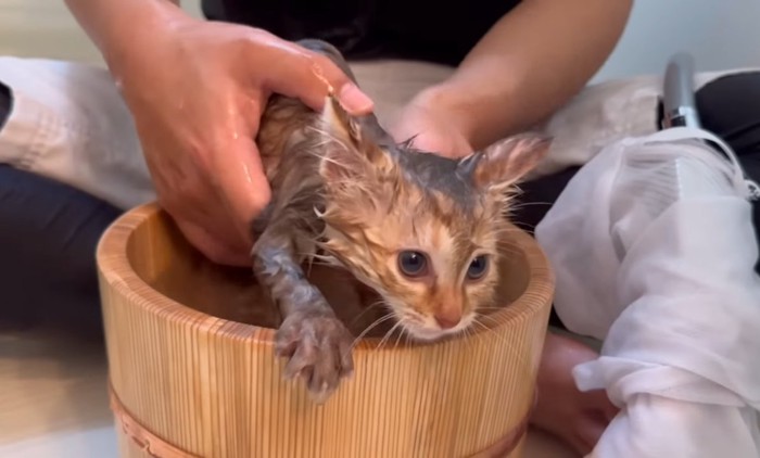 お風呂に入れられている子猫