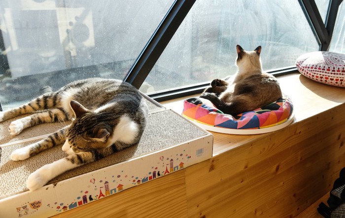 窓辺でくつろぐ2匹の猫