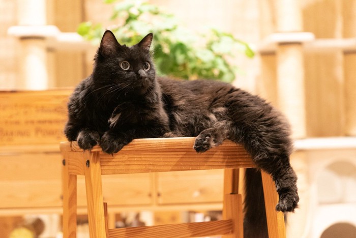 椅子の上の猫