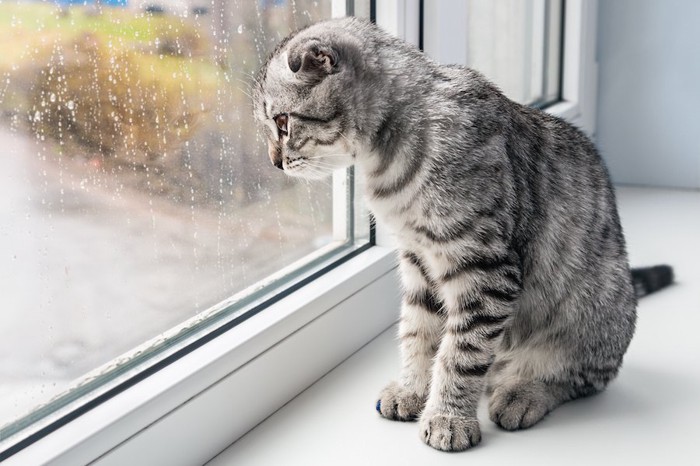 雨が降る外を窓辺に座って見る猫