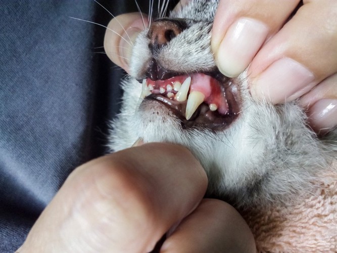 猫の歯ぐき