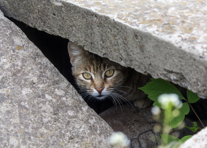 コンクリートの下にいる猫