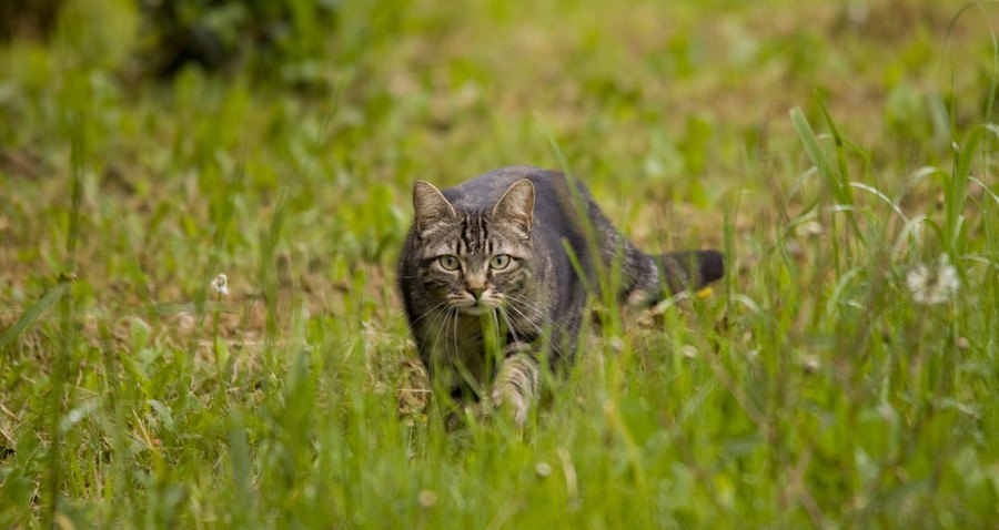 草の中を歩く縞猫