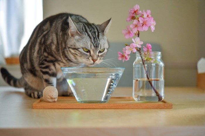 桜を活けた瓶と水を飲む猫