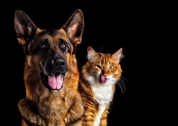 舌を出す犬と猫