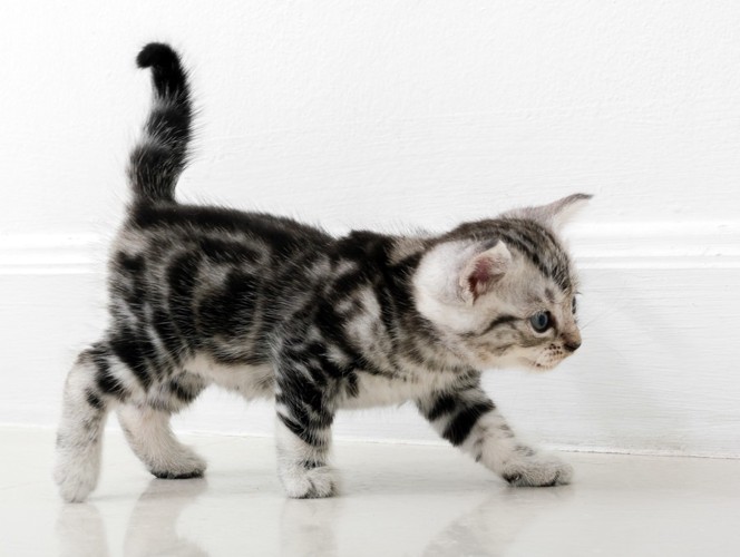 しっぽを立てて歩くアメリカンショートヘアの子猫