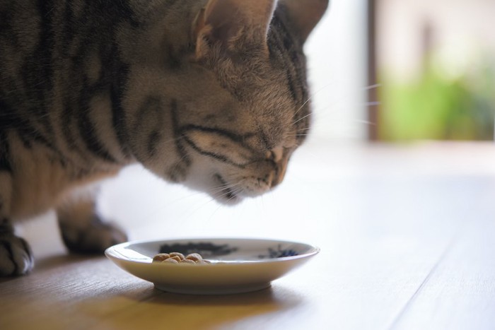 平たいお皿でフードを食べる猫