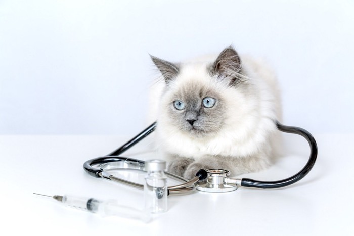 医療器具と猫