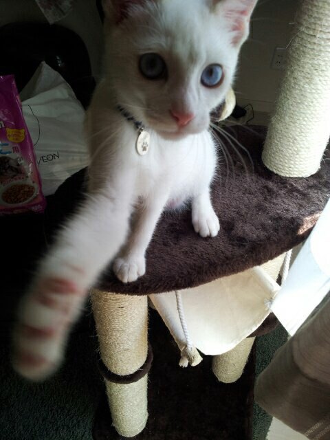 猫パンチをする小太郎