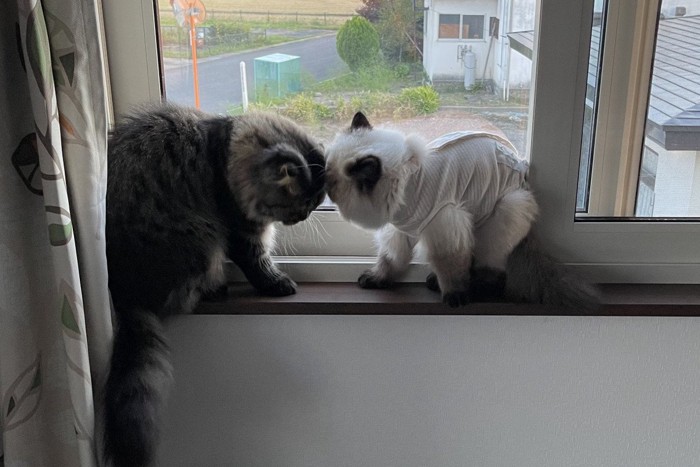 窓辺で顔を近づける2匹の猫