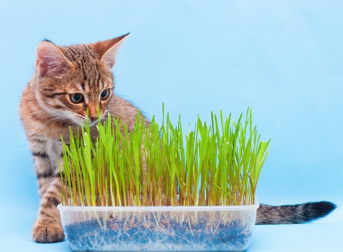 猫草を育てている猫