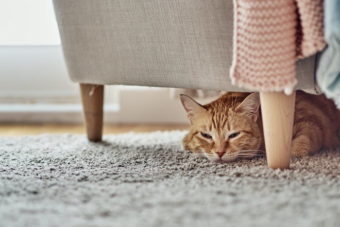 椅子の下に隠れて怒っている猫