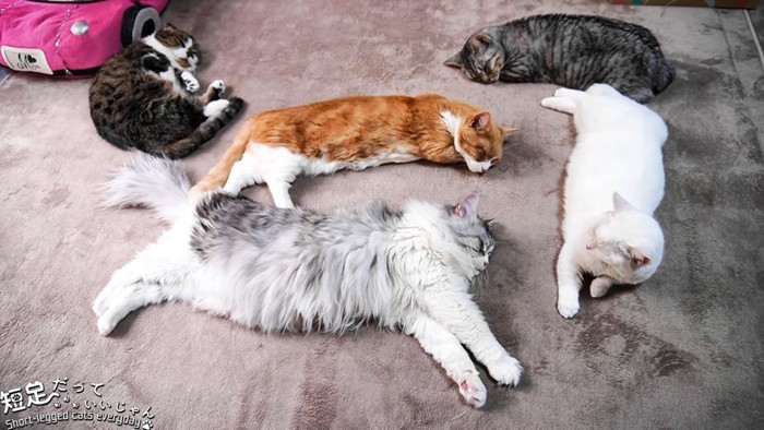 寝ている5匹の猫