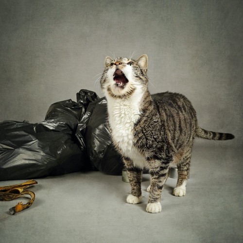 ゴミ袋の横で鳴いている猫