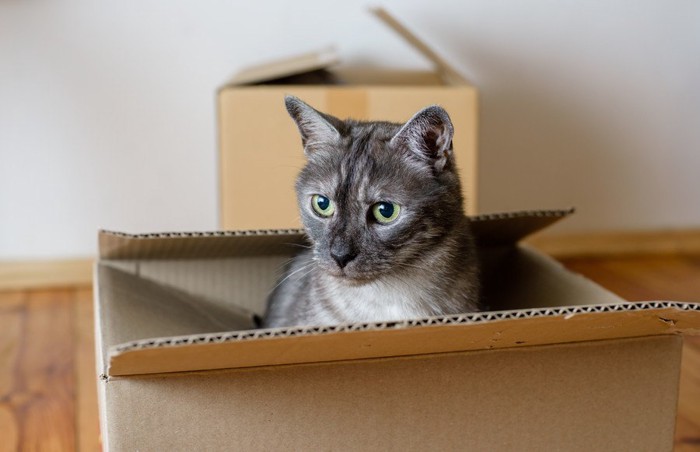 箱の中から顔を出す猫