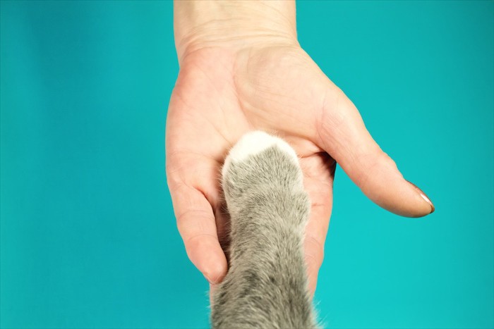 人間の手と猫の手