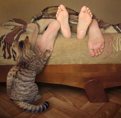 足にトントンする猫