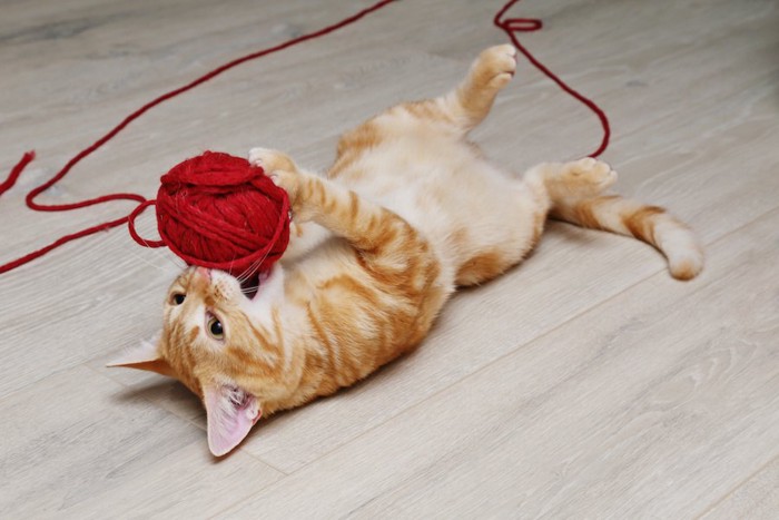 仰向けになって毛糸で遊ぶ猫