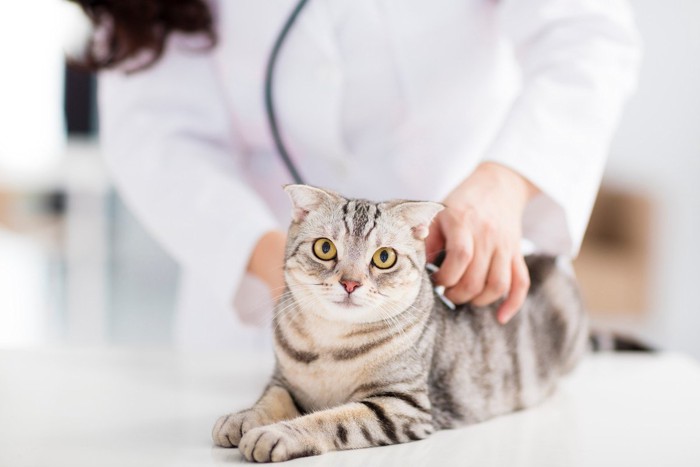 獣医師に診断されている猫