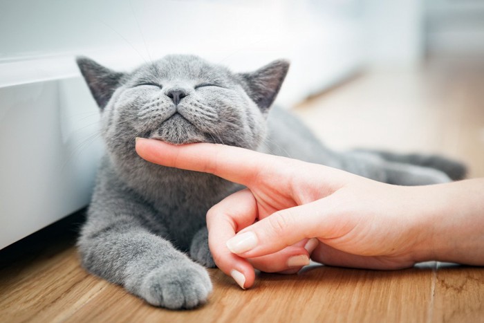 猫の顎の下を撫でる人の指