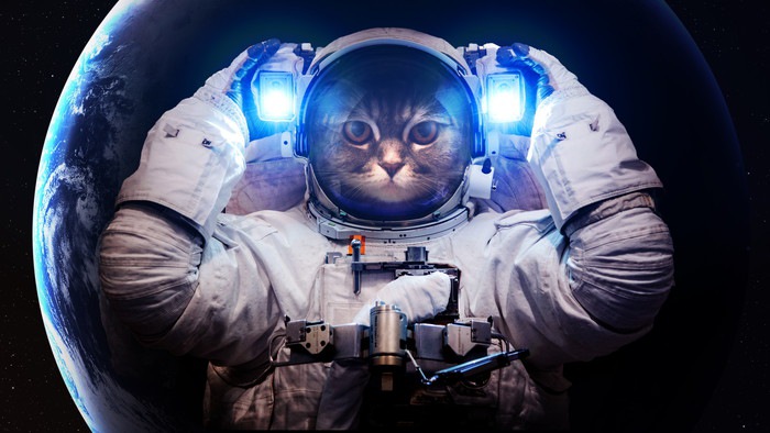 宇宙服を着た猫