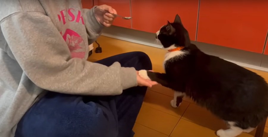猫の手を握る女性