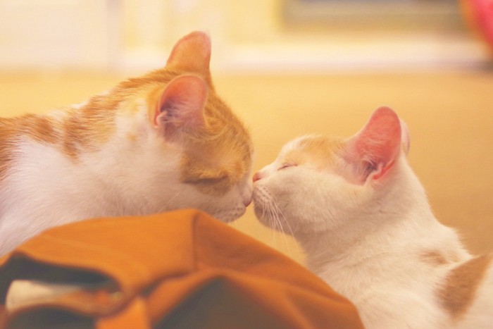 猫同士のキス