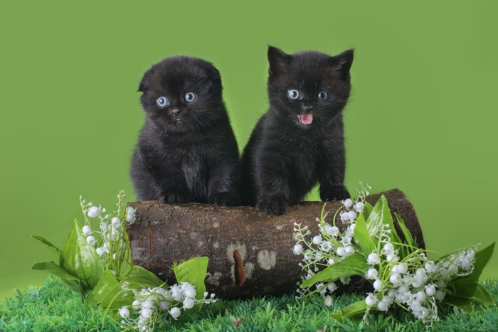黒いスコティッシュフォールドの子猫2匹