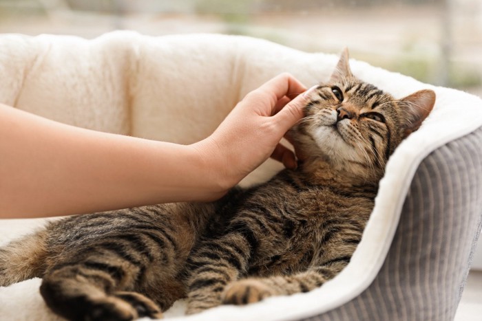 猫ベッドの中の猫を撫でる手