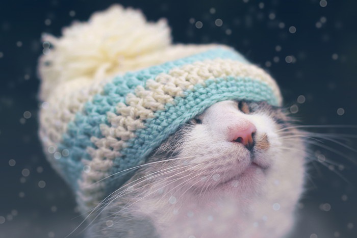 ニット帽をかぶる猫