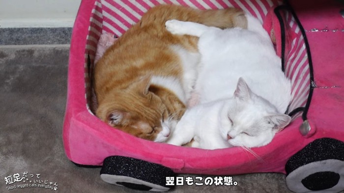 向かい合って寝る2匹の猫