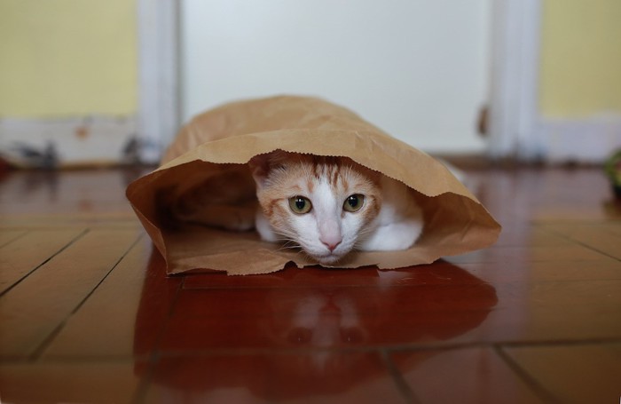 紙袋の中に隠れる猫