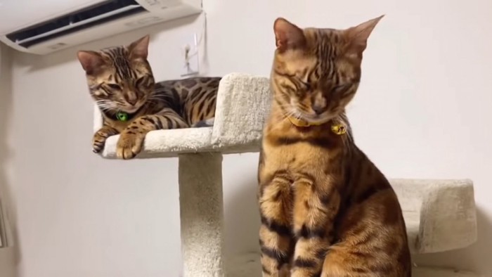目を細める2匹の猫