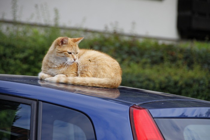 車の上で蜂を見つめる猫