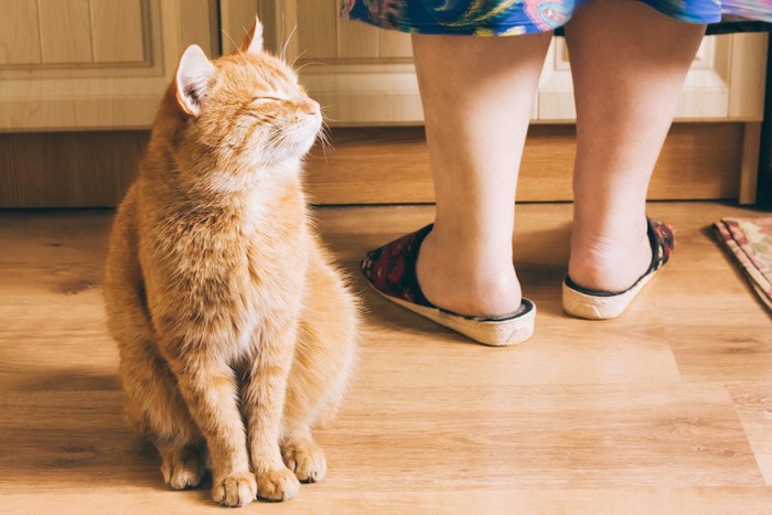 台所に立つ飼い主の足元に座る猫